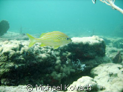 French Grunt on the Inside Reef at Lauderdale by the Sea by Michael Kovach 